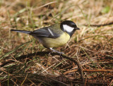 Great Tit