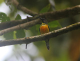 Apo Sunbird