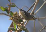 Cinereous Conebill