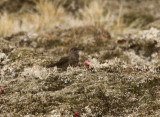 Olivaceous Thornbill