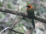 Rufous Motmot