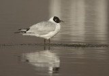 Andean Gull