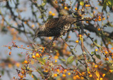 European Starling