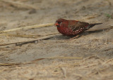 Red Avadavat