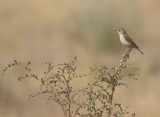 Stoliczkas Bushchat