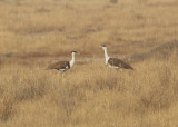 Great Indian Bustard