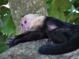 Lazy Capuchin Monkey