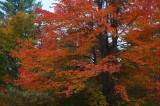 New Hampshire Maple 