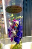 Orchids at the airport