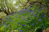 bluebells all the way?