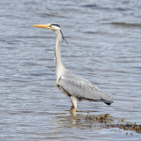 Queen of Crinan Harbour