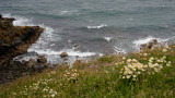 Portloe - flowers in a gale