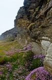 The Hanging Gardens of Porthtowan 1