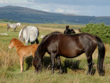 pony group