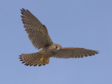 Kestrel - normal hovering pose