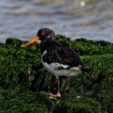 Oyster catcher - 'Haematopus ostralegus'