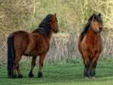 Hairy horses of Bromeswell