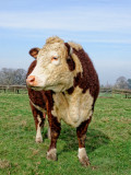 a fine Hereford cow