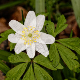 wood anemone