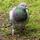 homing pigeon