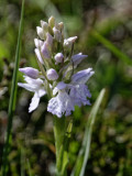 an orchid