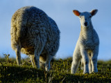 not to forget the sheep