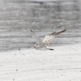 Whimbrel (I think)