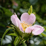 Wild Rose