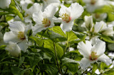 Philadelphus