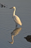 a half-hour with the home team - Little Egret