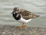 Turnstone, or is it a Turncrust?