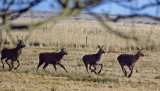 deer family