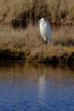 A pretty Little Egret