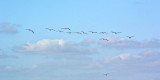 a flight of ducks