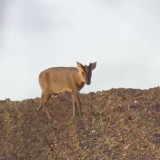 Hemley wildlife parade - 3 
