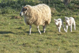 Stop press - New bourne lambs