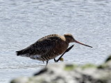 Godwit having a good scratch about