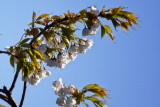 Cherry Blossom White