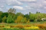 Mill River - late spring