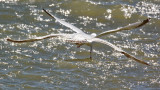 a four-winged gull