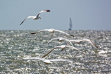 loads of gulls