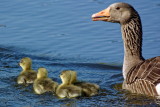 Mother Goose