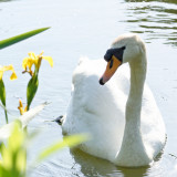 swans and flags...