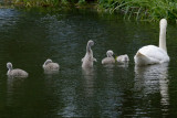 pop-up cygnet