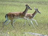 Bradgate Park - home of dozens of fallow deer