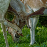 Bradgate Park fallow deer studies - 4