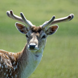 Bradgate Park fallow deer studies - 3