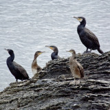 Cormorant group