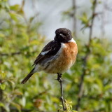 Stonechat on guard