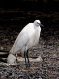 Egret ready for photo-shoot - no 1 of sequence of 5